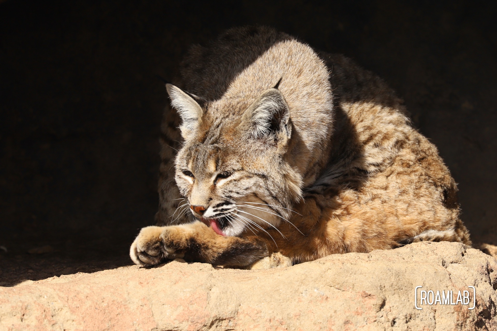 Bobcat grooming on a rock ledge at the Arizona-Sonora Desert Museum.