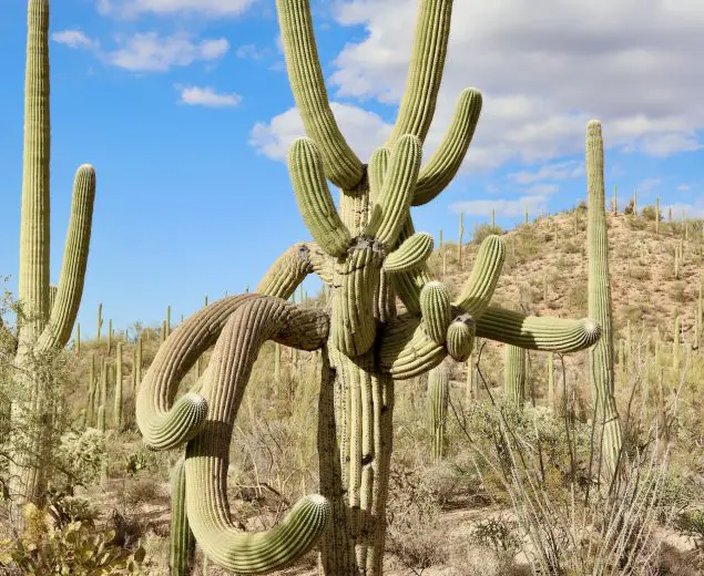 Saguaro cactus with many weirdly angled arms at the parking lot of the Valley View Trailhead.