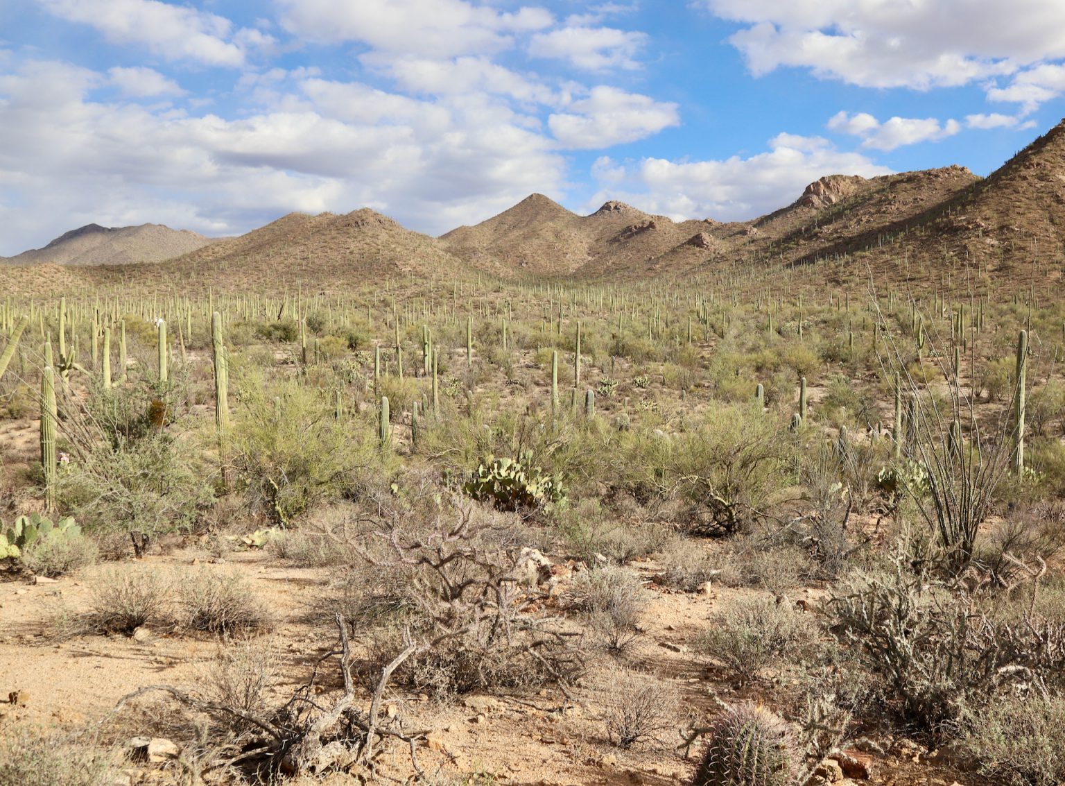 Scenic Bajada Loop Drive - Saguaro National Park - Roam Lab