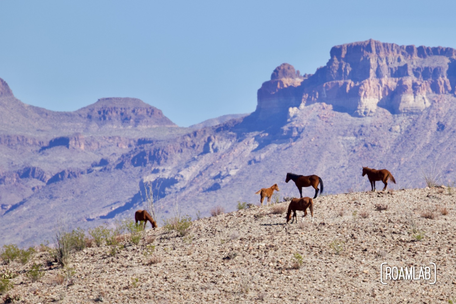 Five horses standing on a ridge line with mountains in the background in Big Bend National Park, Texas.