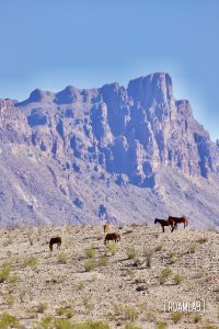 Five horses standing on a ridge line with mountains in the background in Big Bend National Park, Texas.