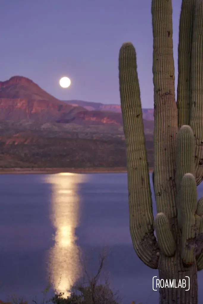 Full moon rising over Roosevelt Lake with a saguaro cactus.