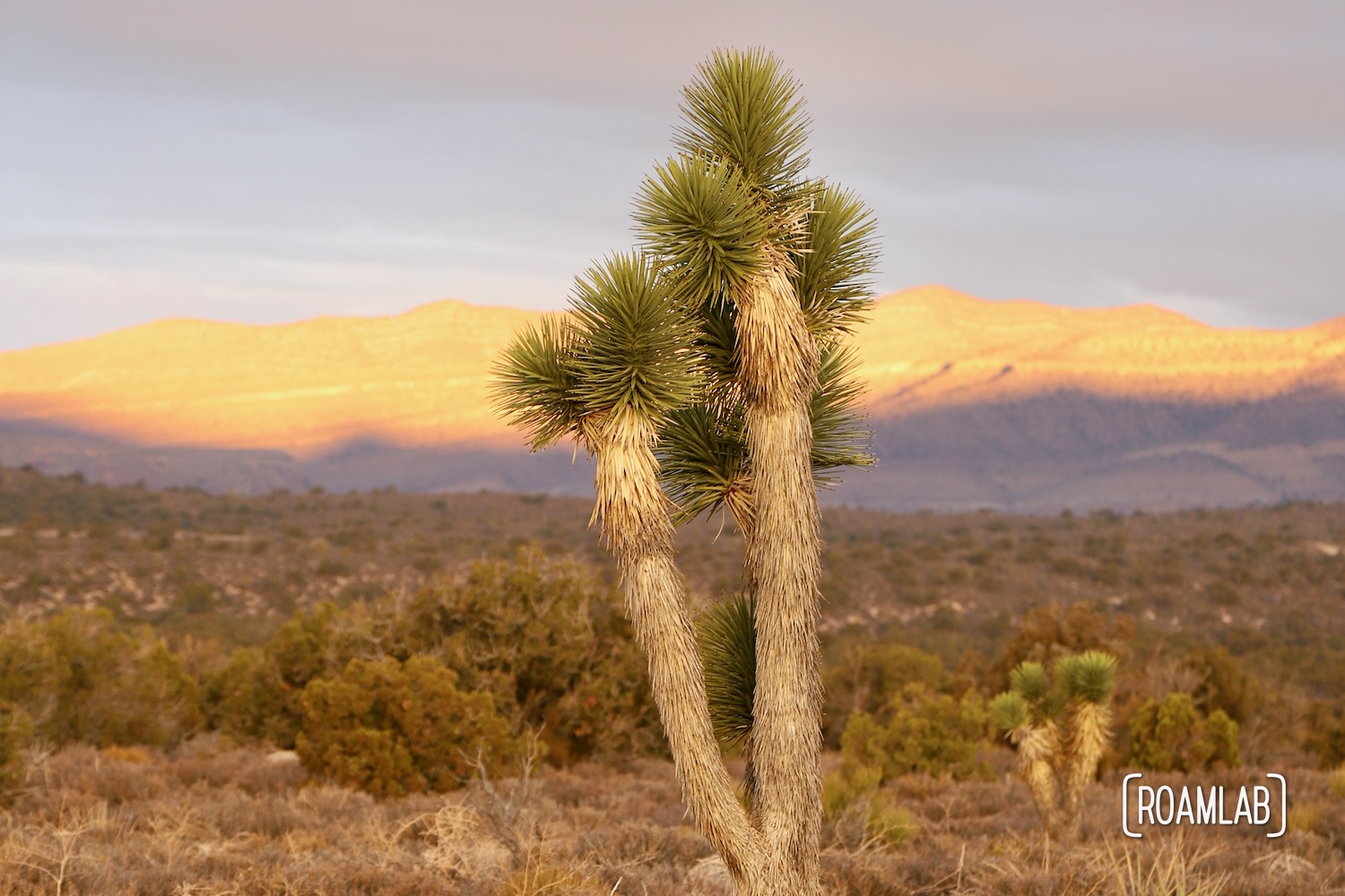 Two joshua trees in Lovell Canyon with the sunrise on the mountain side.