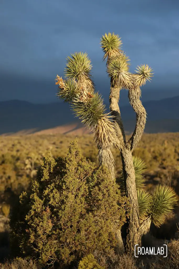 Joshua tree with a deep blue sky behind in Lovell Canyon, Nevada.