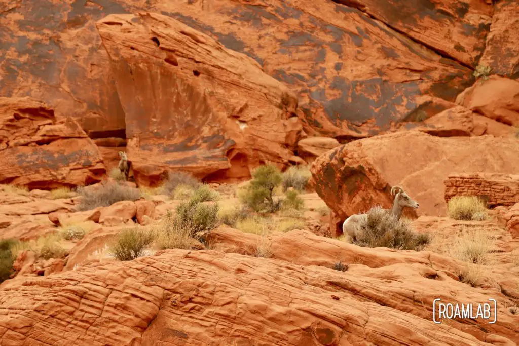 Big horn sheep herd grazing among red rock in Valley of Fire State Park