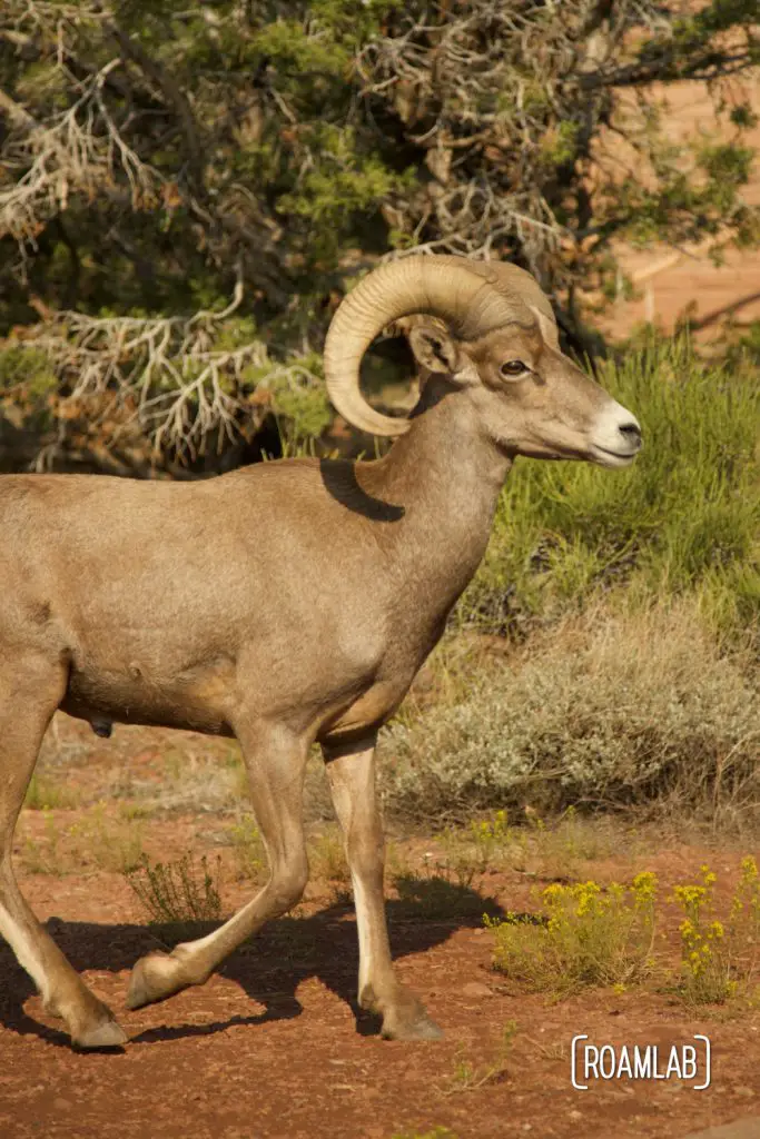 Big horn sheep walking among scrub brush in Colorado National Monument.