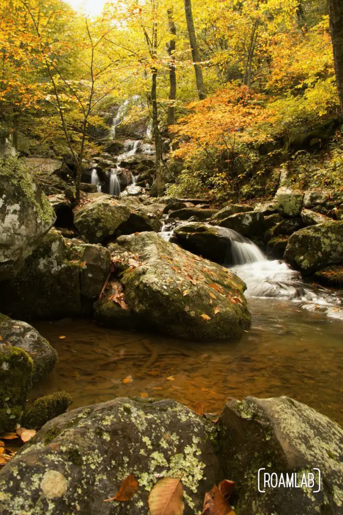 Fall colors around Dark Hollow Falls in Shenandoah National Park.
