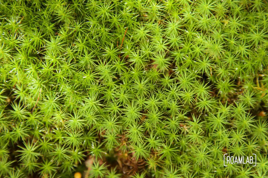 Close up view of the flora around the Dark Hollow Falls.