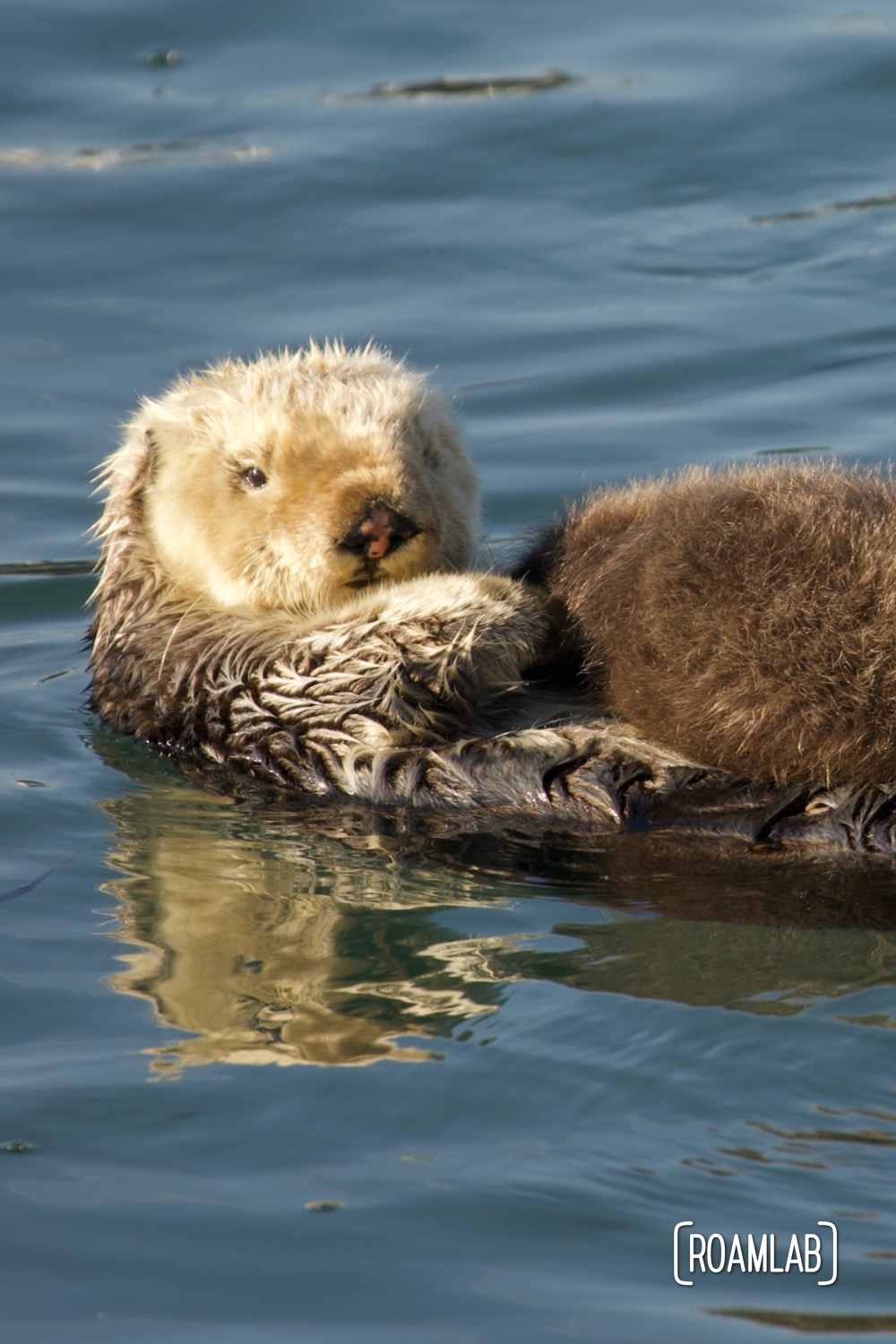 Mother sea otter with infant on belly looking directly into the camera.