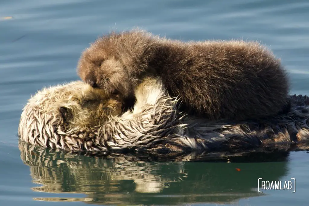 Sea Otters Of Morro Bay - Wildlife Viewing On California's Coast 