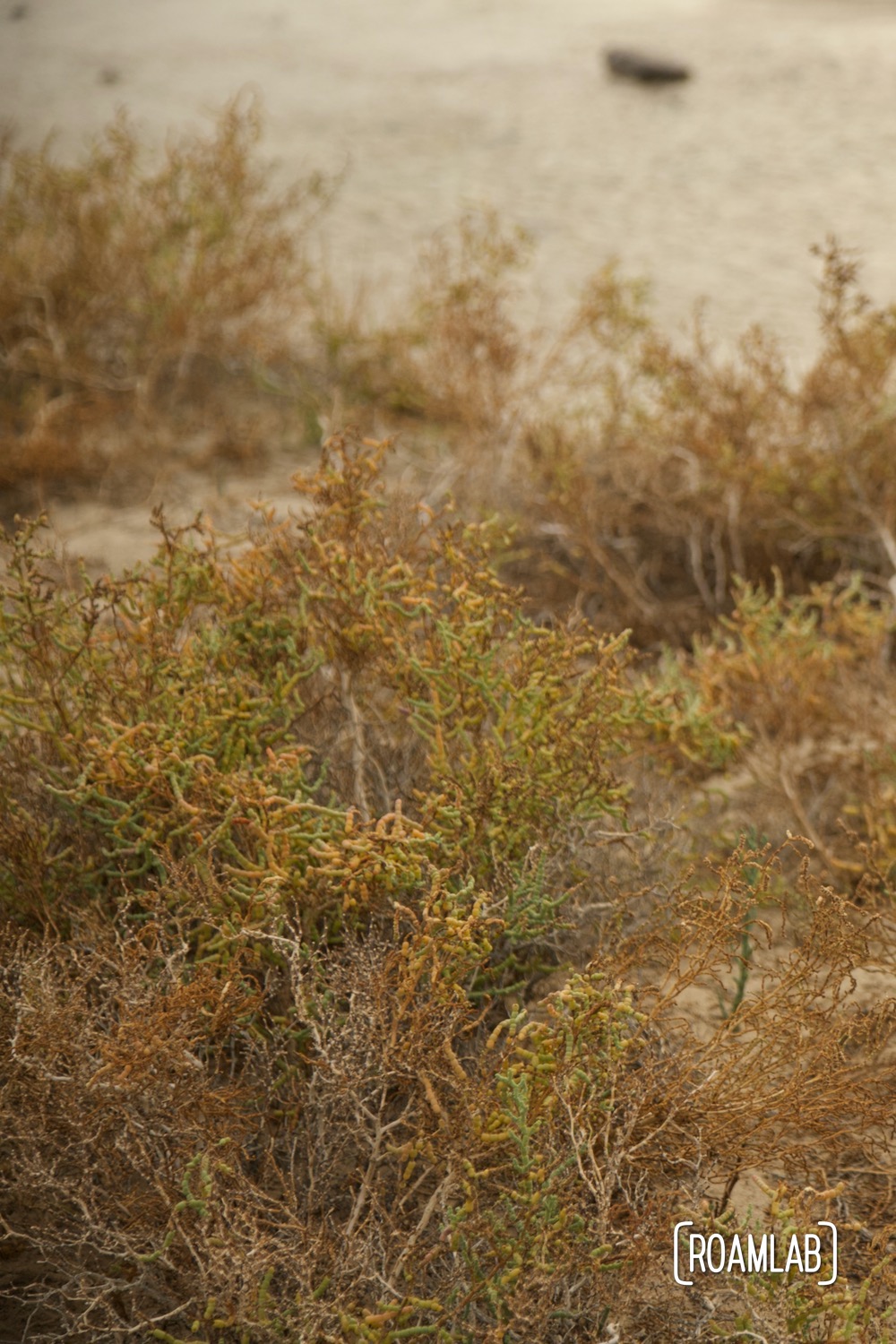 Brush growing along the brackish Salt Creek.