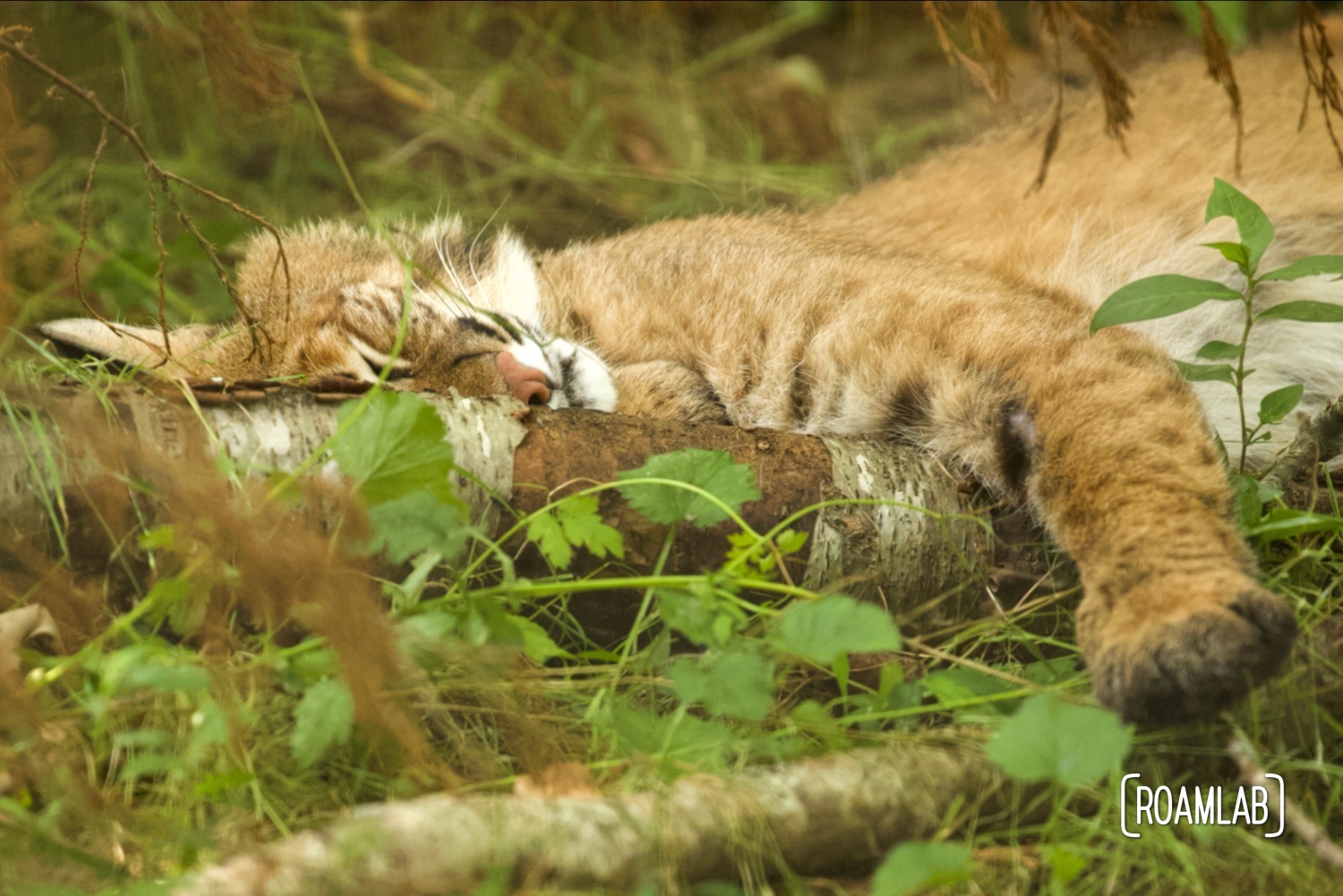Bobcat lounges in the shade.