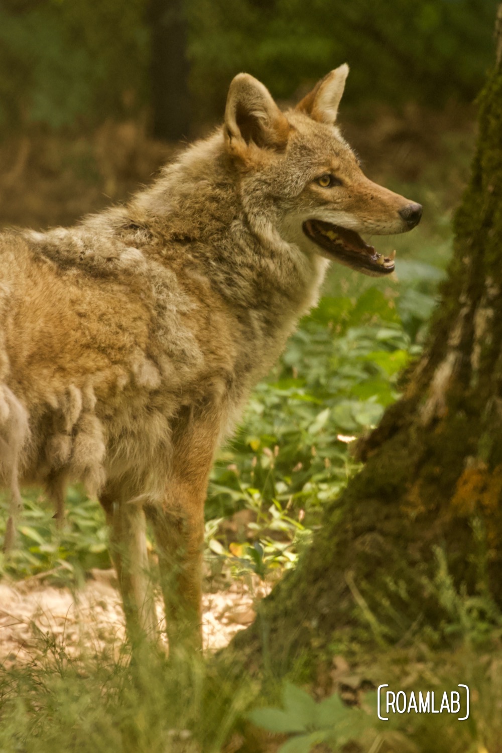 Coyote surveys a forested opening.