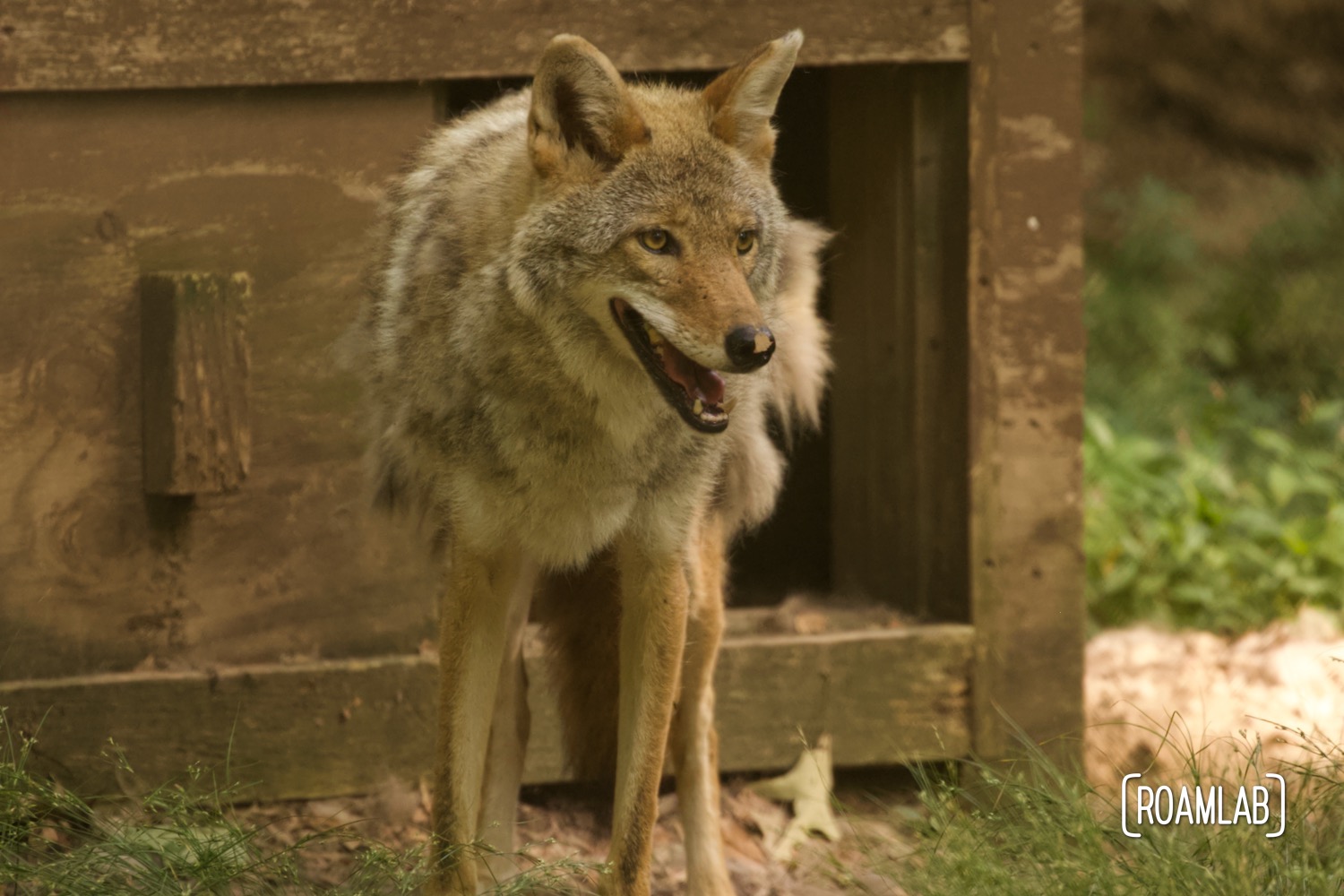 Coyote exiting its shelter at Woodlands Nature Station