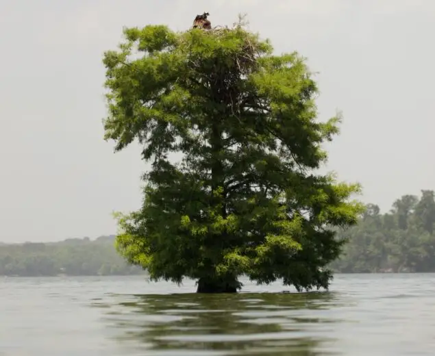 Tree standing alone in the middle of a lake.