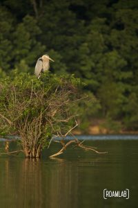 Great blue heron perching in a lake side bush.