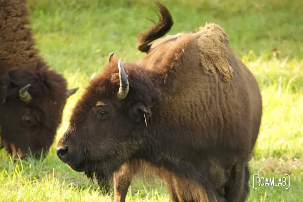 Elk and Bison Prairie