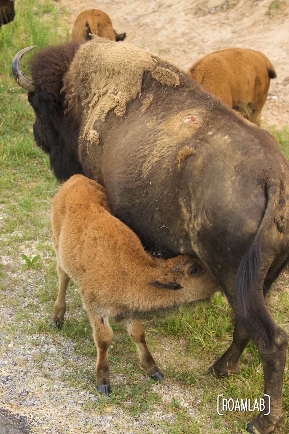 Bison calf nursing.