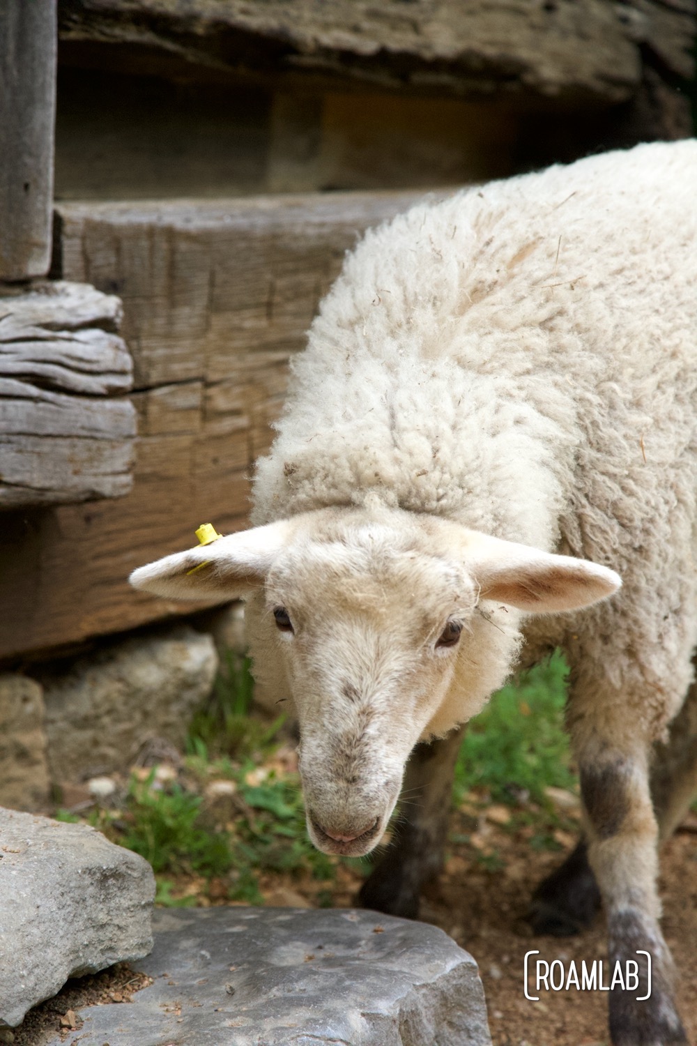 Adolescent sheep looking up from grazing on grass.