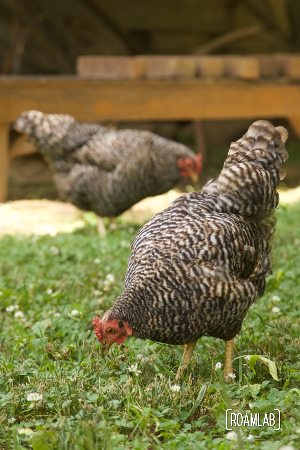 Heirloom chickens exploring grass for lunch.