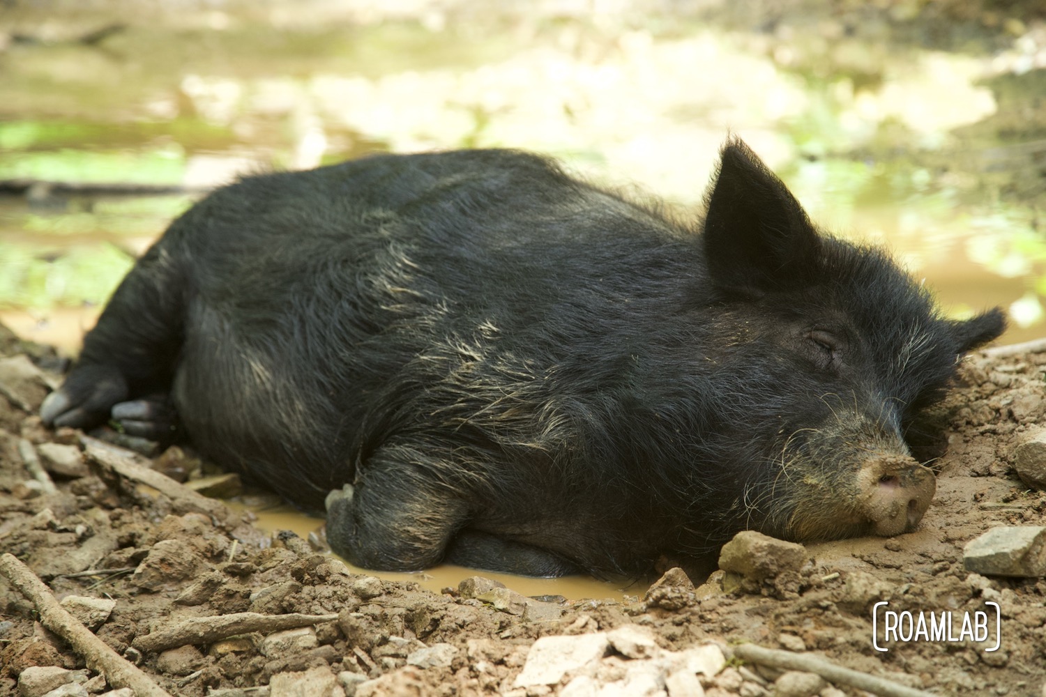 Reclining black hog.