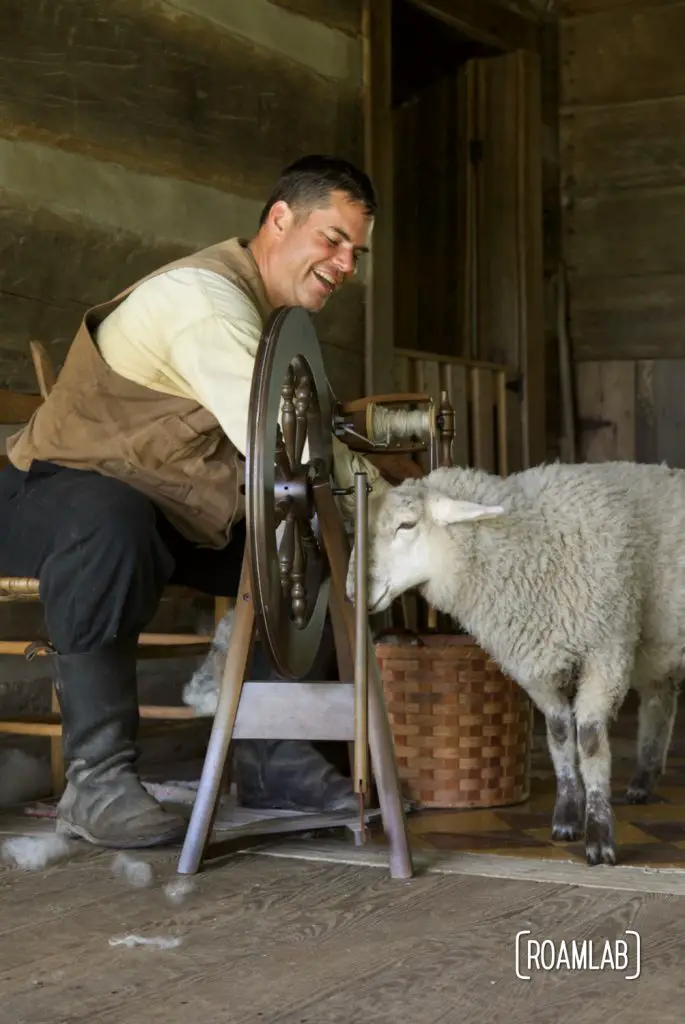 Costumed interpreter spinning wool with curious adolescent sheep at Homeplace 1850s Working Farm and Living History Museum