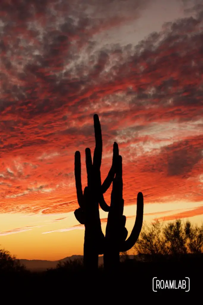 Silhouettes of cacti against the sunset sky.