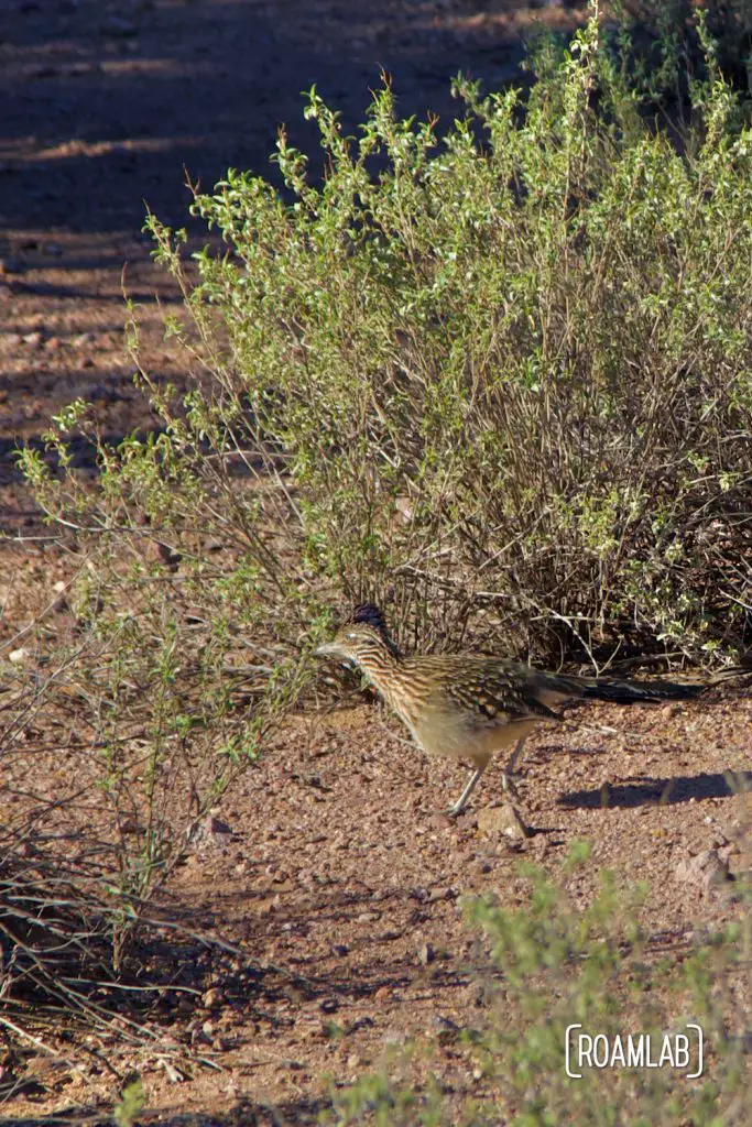 Road runner well camouflaged among the brush.