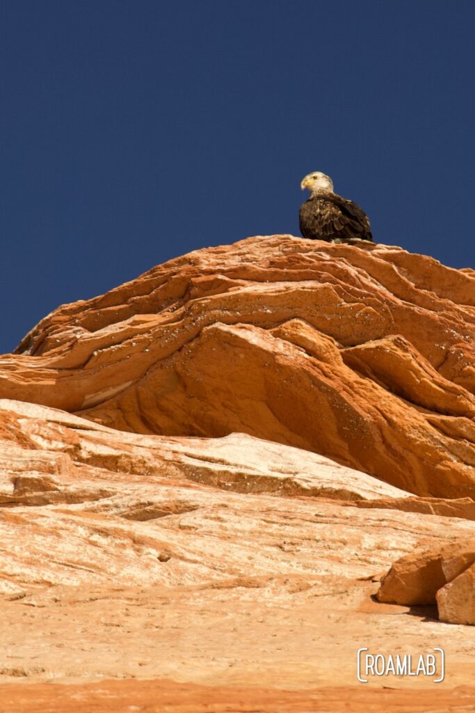 Adolescent bald eagle looking over the edge of a red rock cliff. 