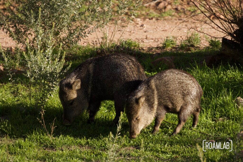 Two javelina nosing around a green grassy patch in the desert.