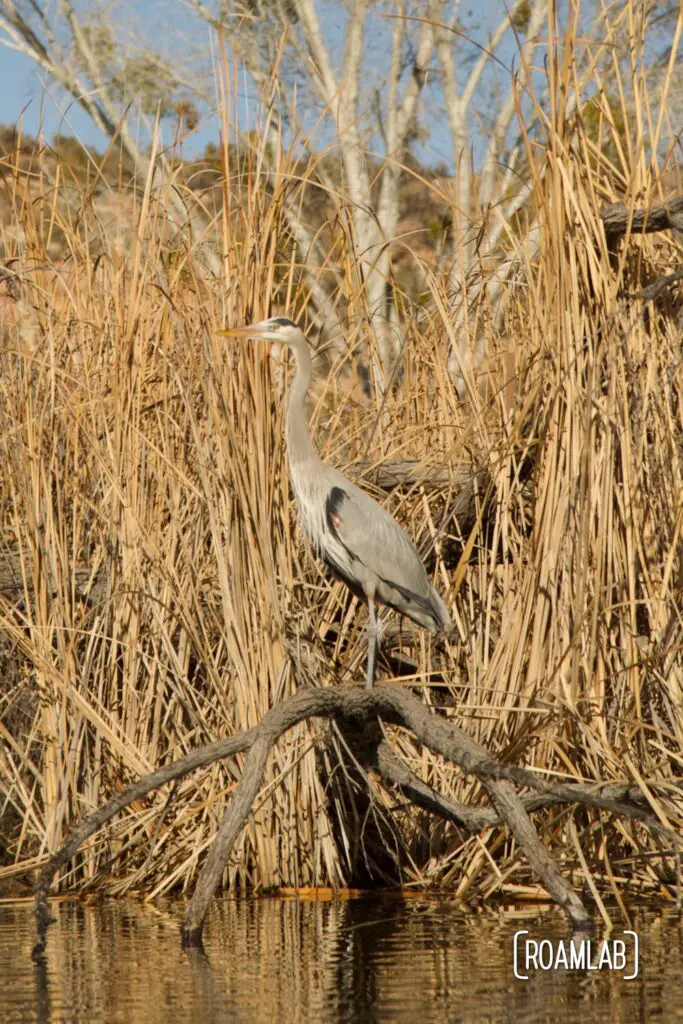Blue Heron perched on a dead branch surrounded by golden reeds.