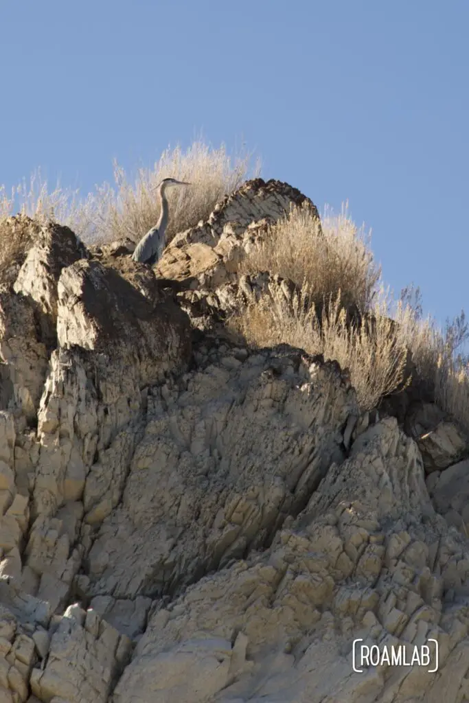Great blue heron perched along a cliffside at Elephant Butte Lake State Park.