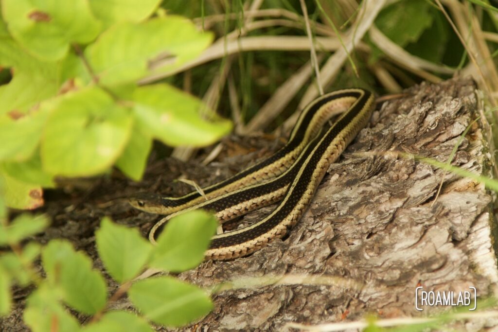 Snake coiled on a log under a bush.