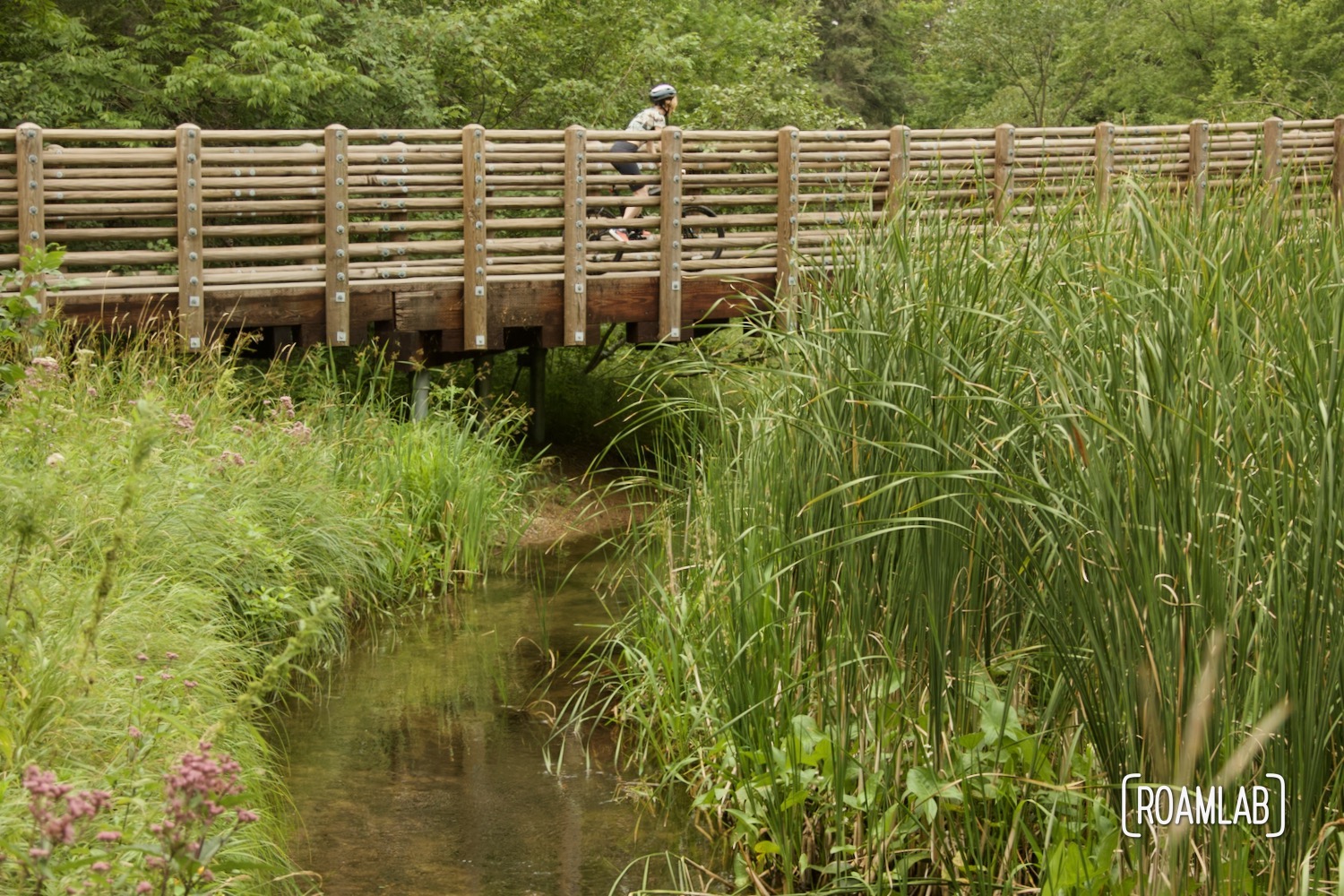 Woman riding a bike on a bridge over a reed lined river.