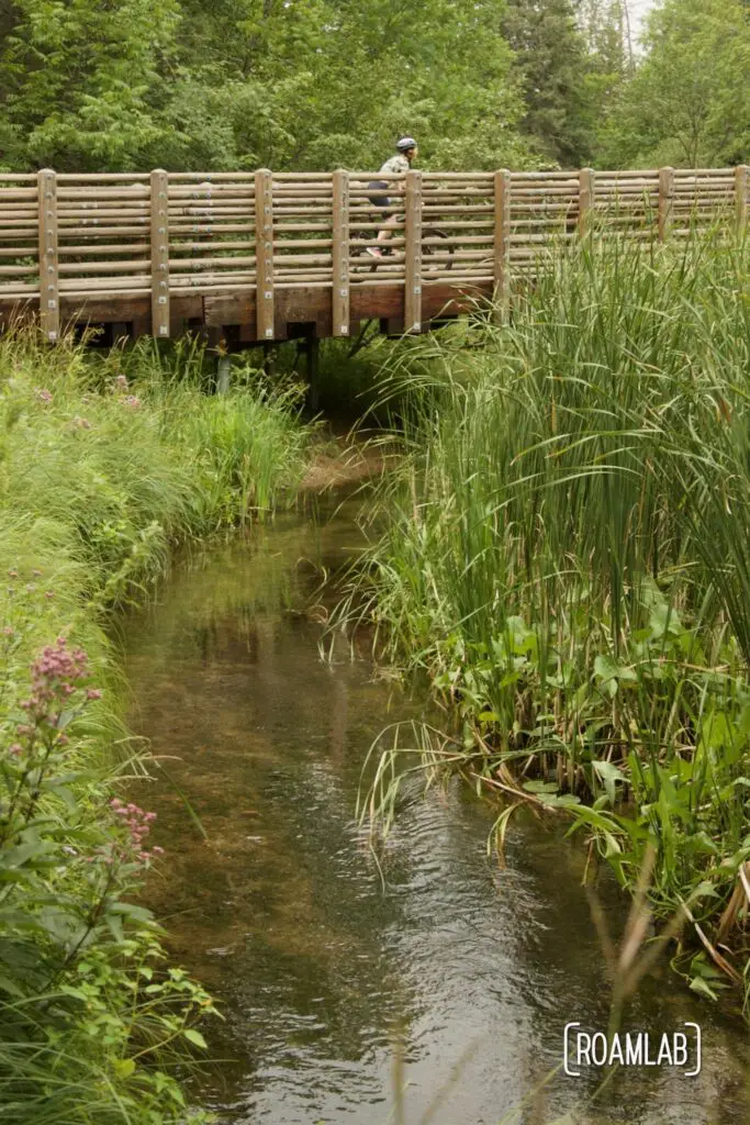 Woman riding a bike on a bridge over a reed lined river.