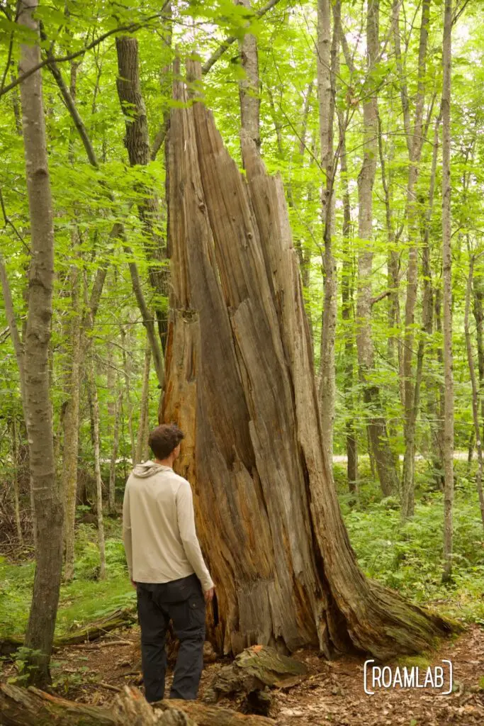 Man standing next to a large tree stump.