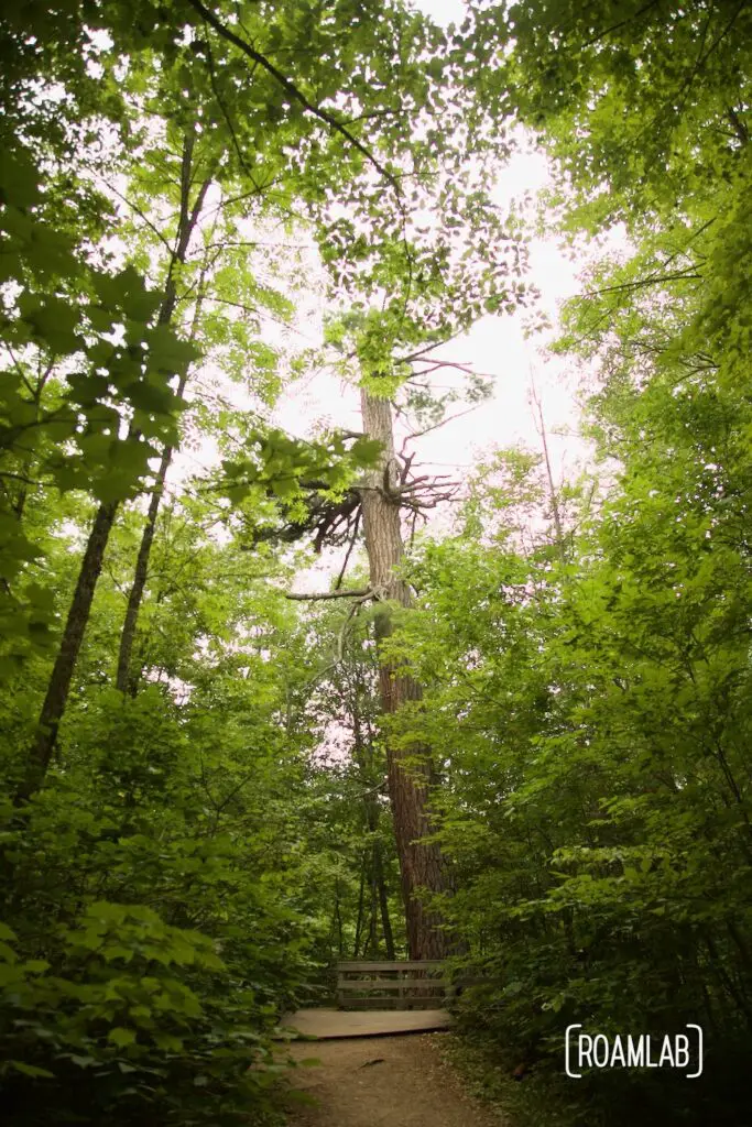 Large tree at the end of a forested path.