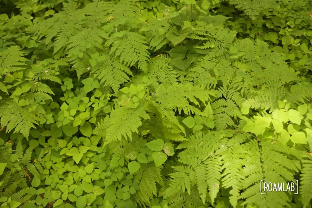 Brilliant green ferns.