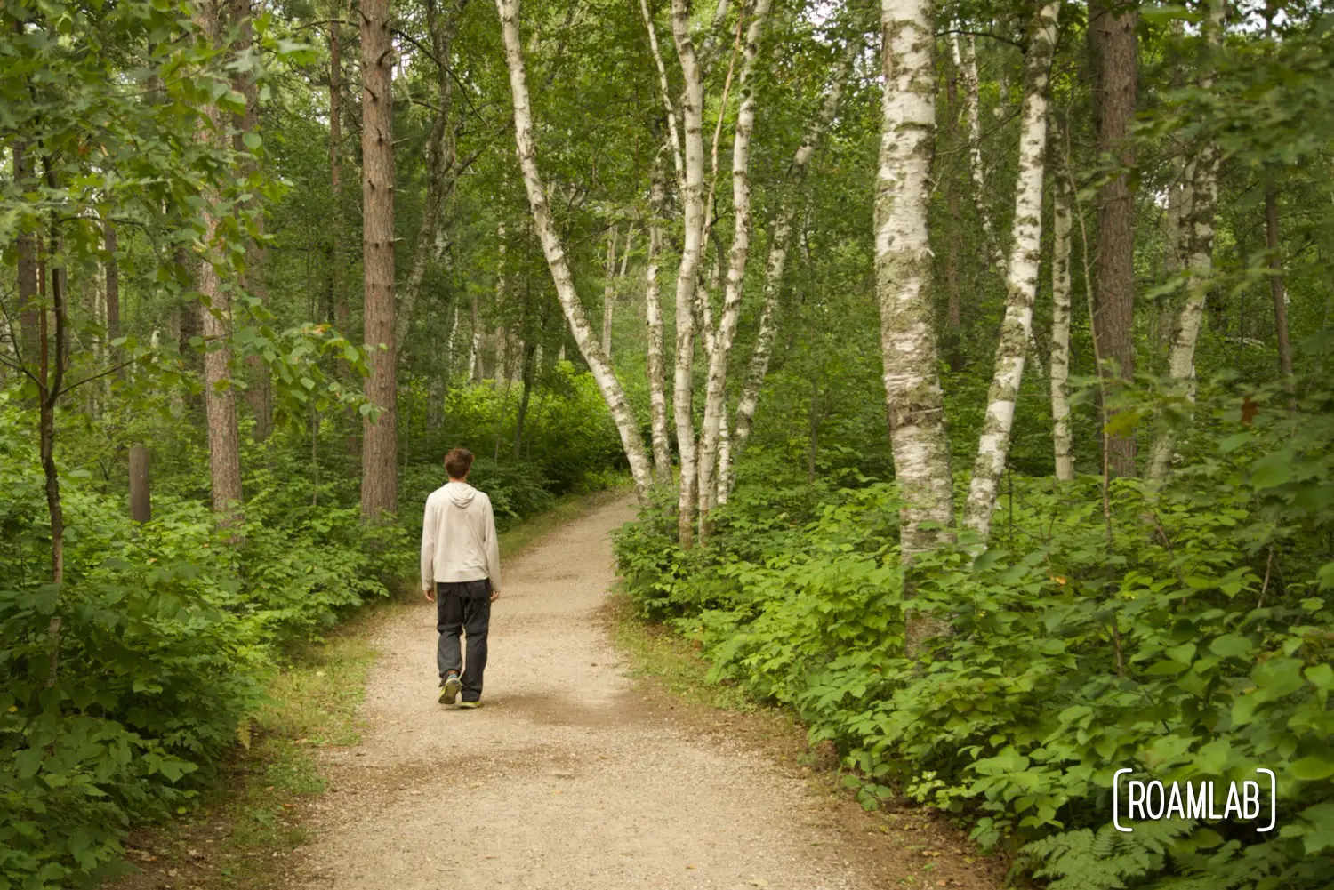 Man walking along a dirt path surrounded by aspen and pine trees.