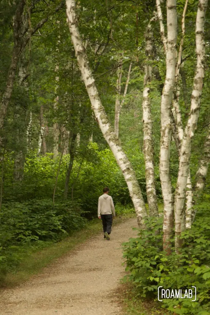 Man walking along a dirt path surrounded by aspen and pine trees.