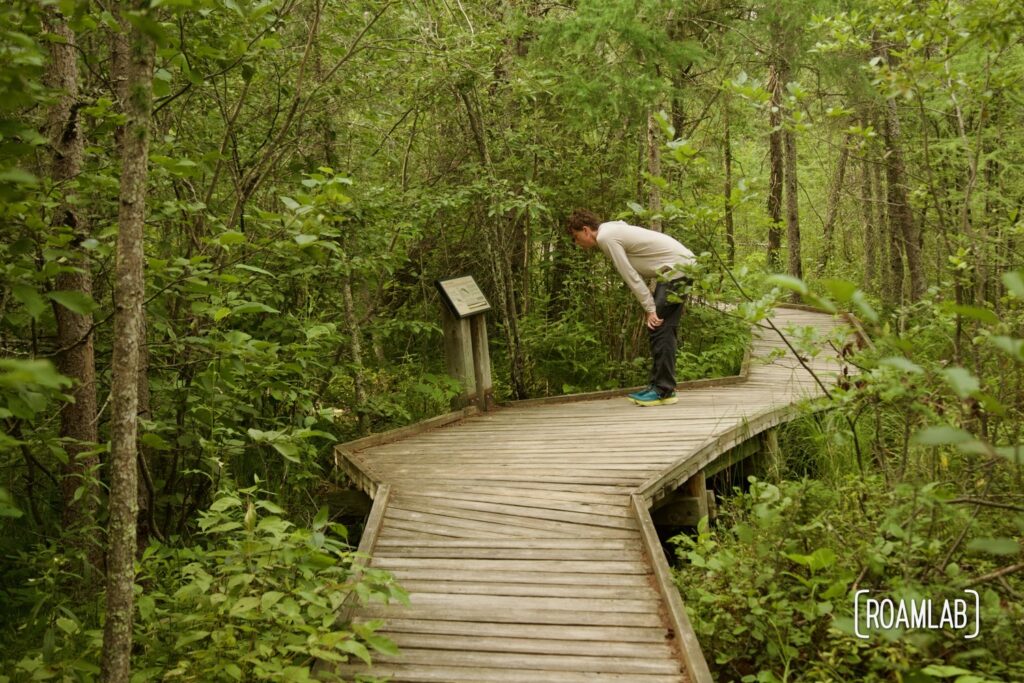 Man standing on a forested boardwalk, leaning over to inspect an interpretive sign.