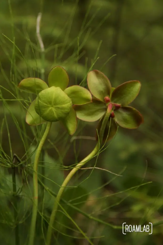 Two strange green flowers on long stocks.