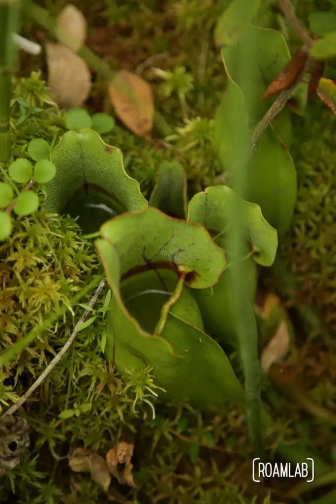 Overhead view of the pitcher plants.