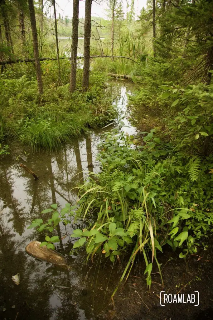 Narrow creek winding through the lush bog.