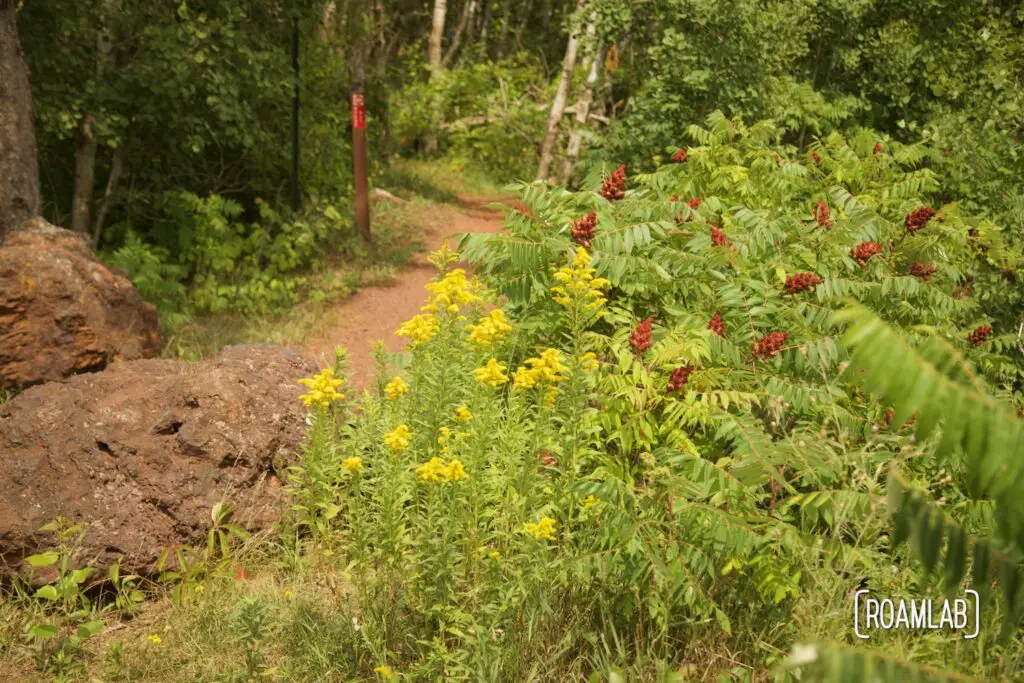 Red dirt bike trail flanked by wildflowers.