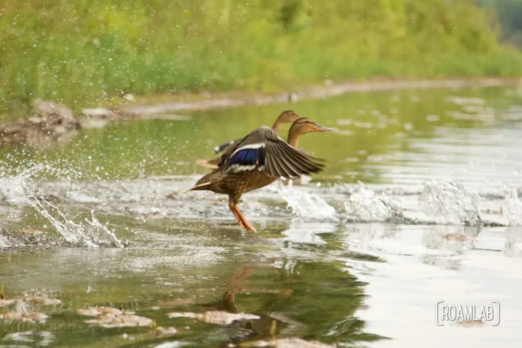 Two ducks taking wing, whipping up the lake surface.