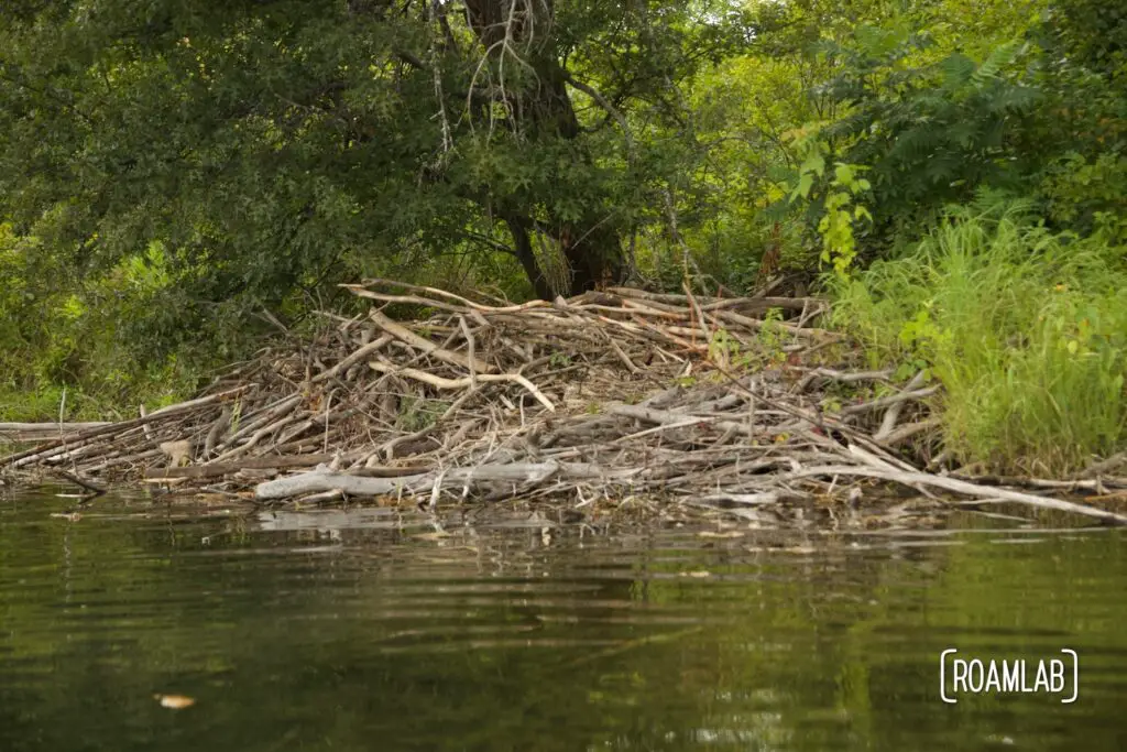 Beaver damn along a forested shoreline.