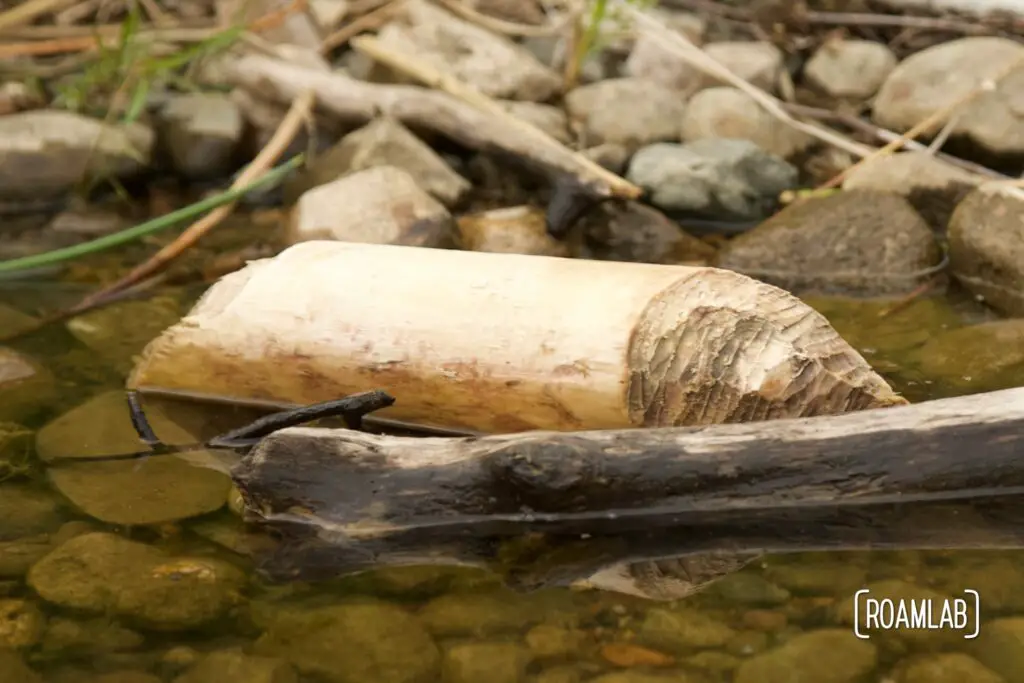 Picture of a short log with the tips gnawed away by a beaver.