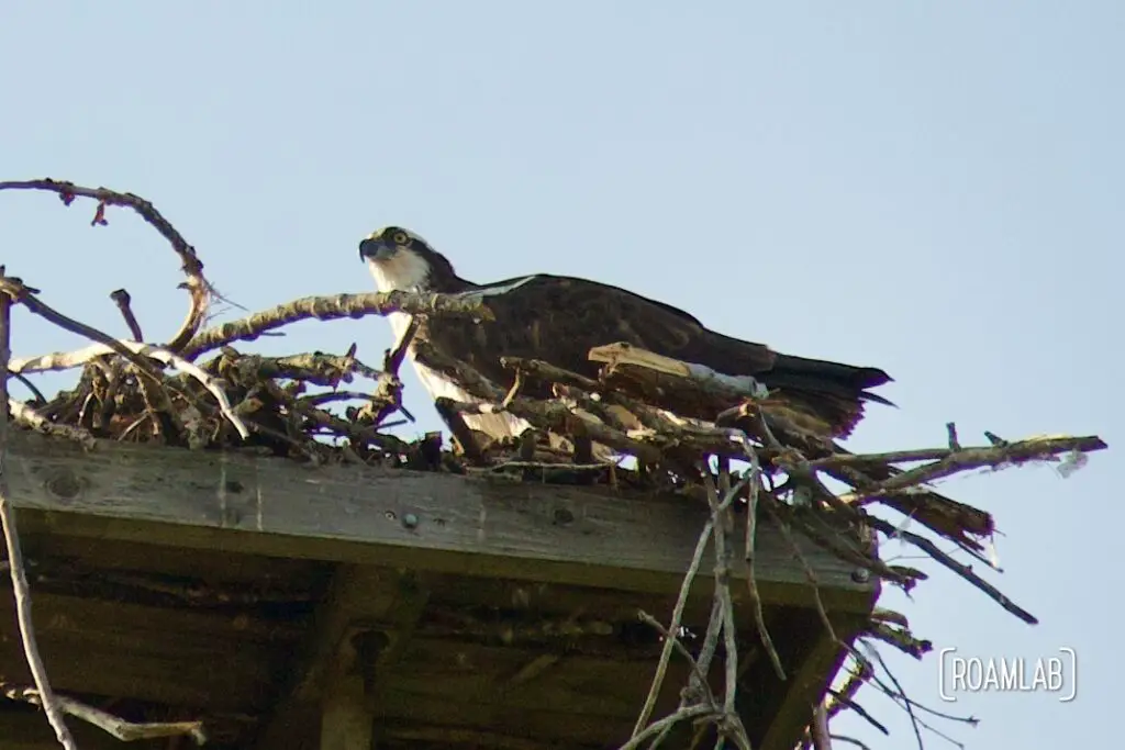 Osprey perched at the edge of its nest.