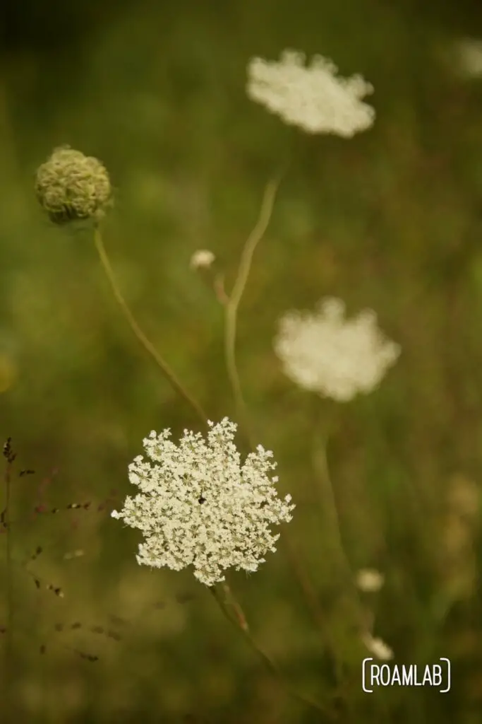 Clustered white flowers in a prairie. 